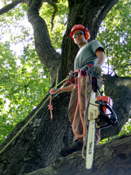 Jon Stauffer - Climbing Arborist, foreman, and President - Majestic Tree Care Specialists LLC