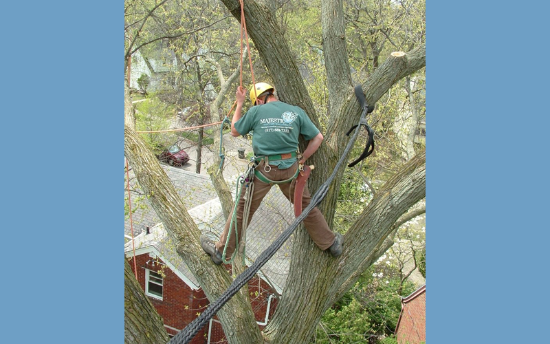 Majestic Tree Care Specialists - Tree climber