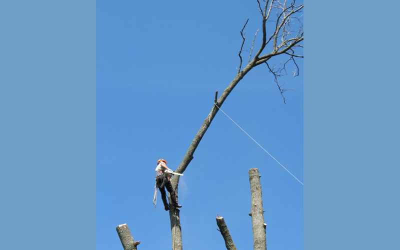 Majestic Tree Care Specialists - Safely dropping high tree limbs